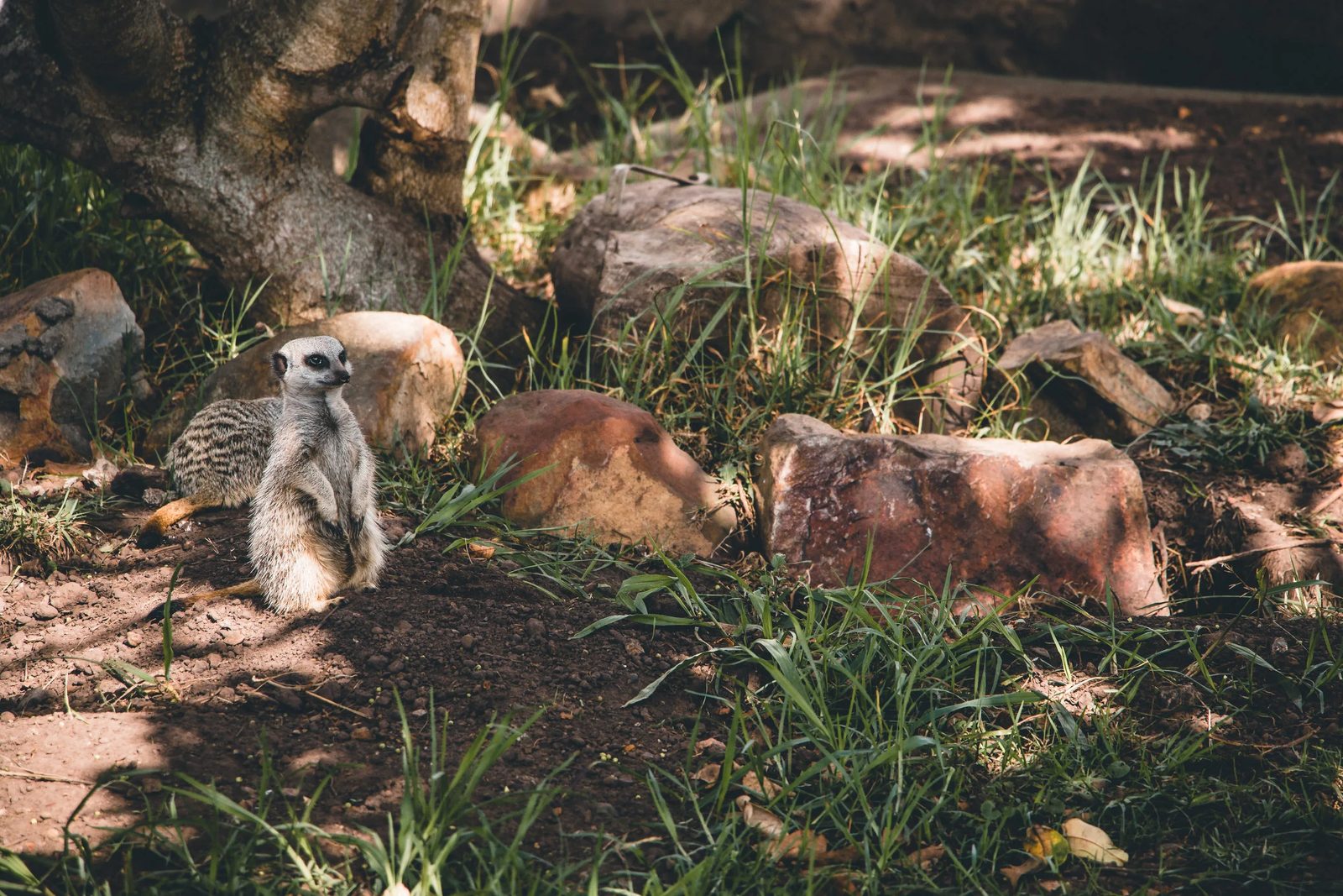 South Africa, photo 11