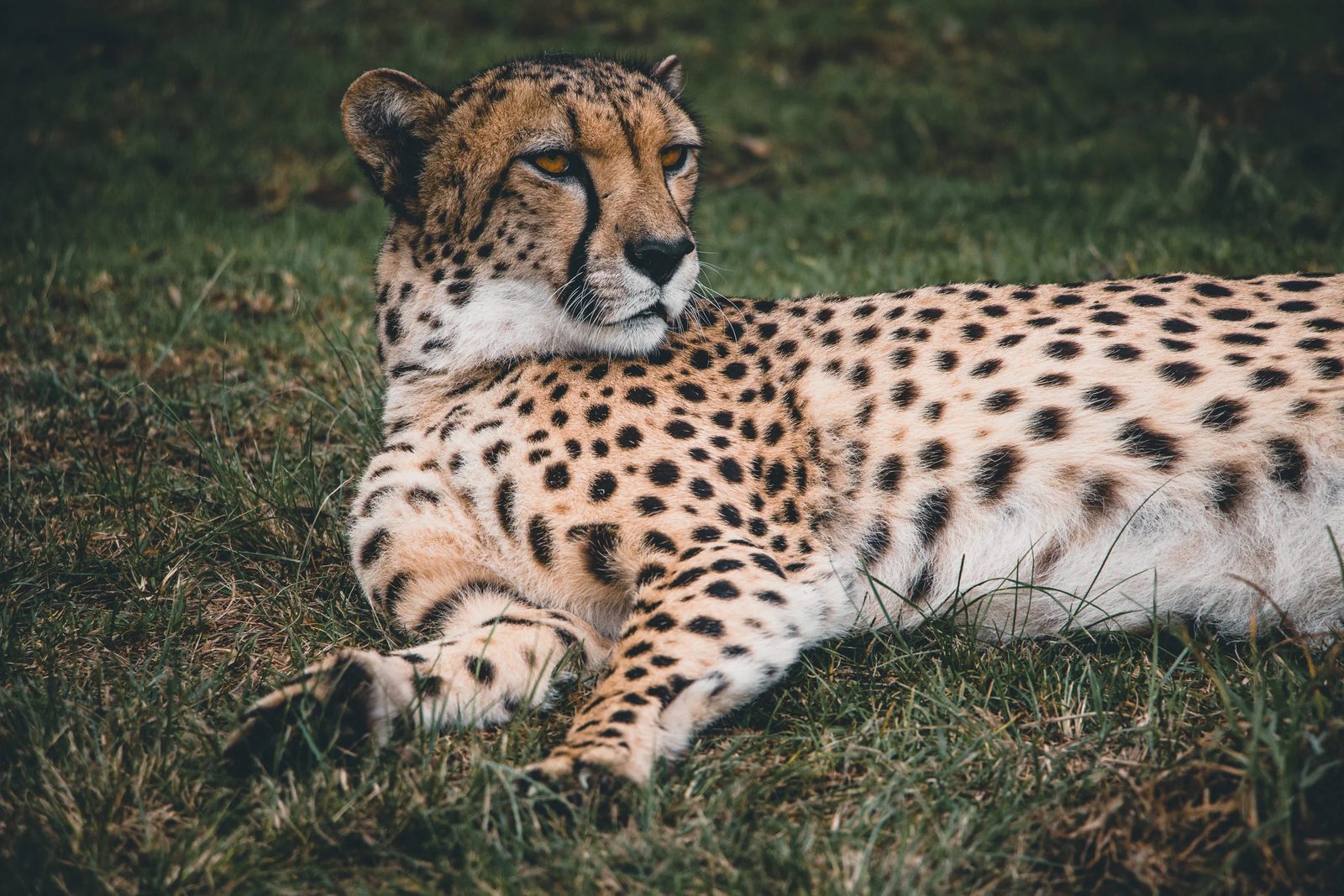 South Africa, photo 2