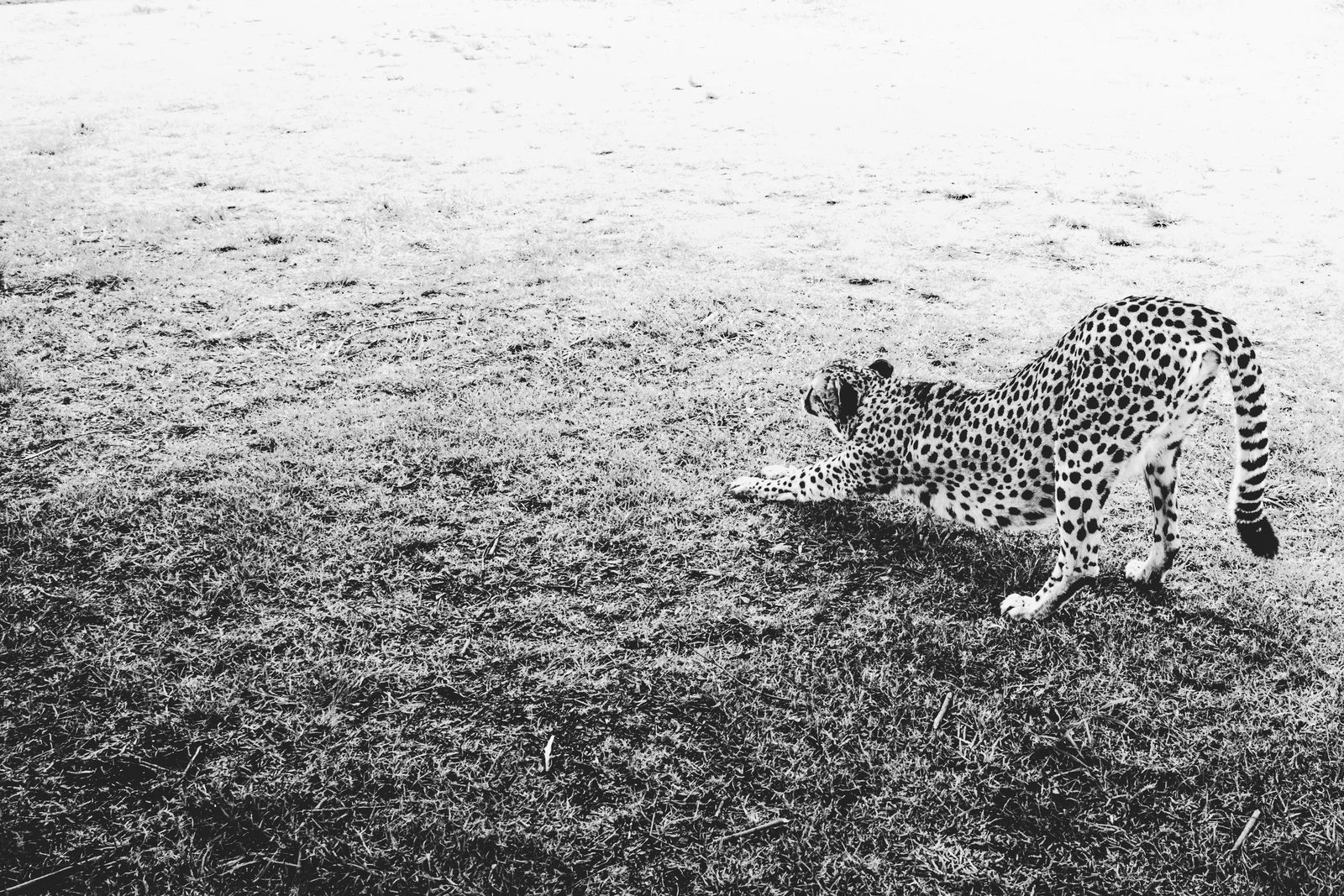 South Africa, photo 14