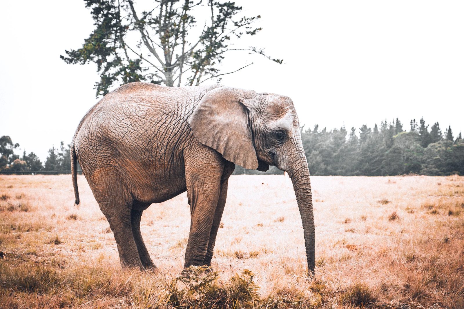South Africa, photo 9