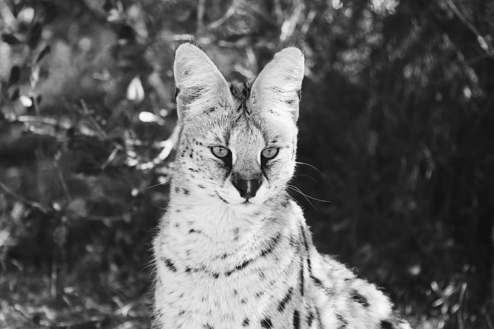 South Africa, photo 15