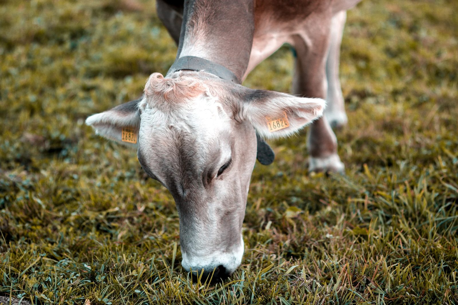 Alps, photo 12