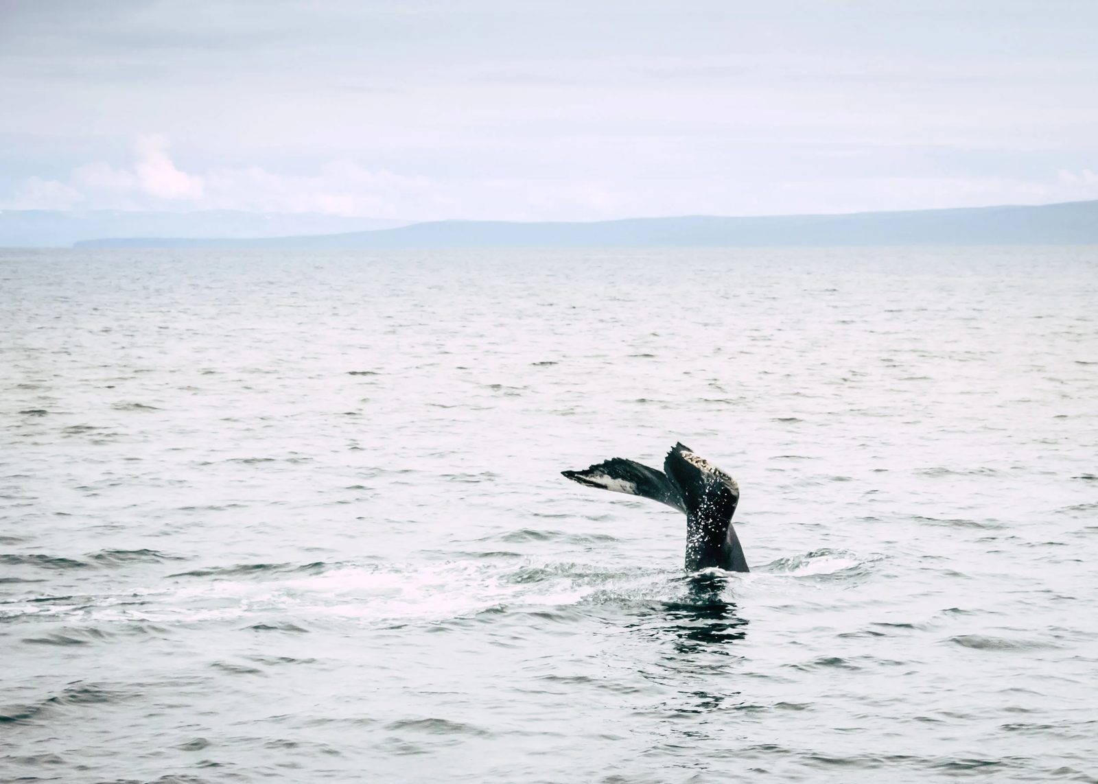 Iceland, photo 14